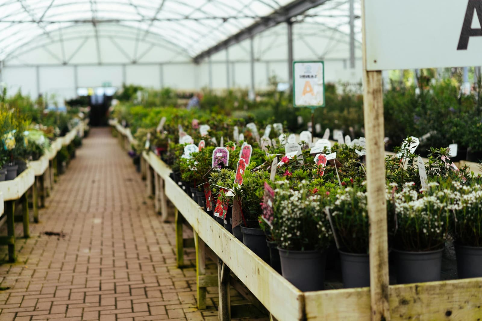 Rows of potted nursery plants