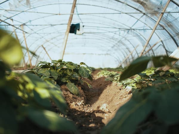 Grower greenhouse with plants in rows
